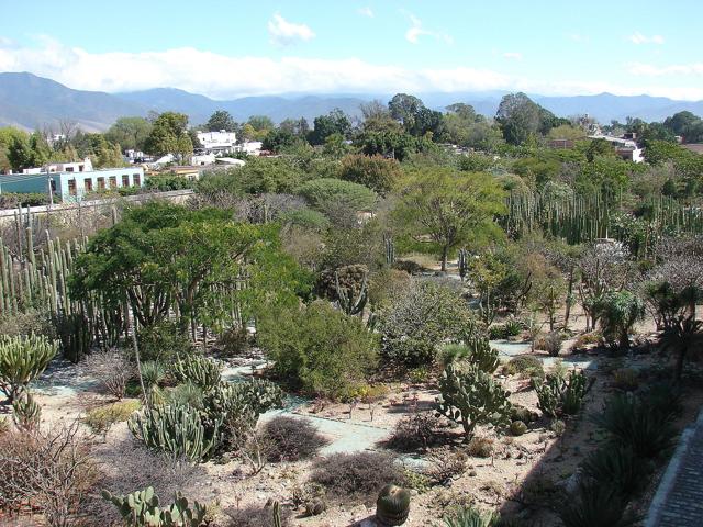 Oaxaca Ethnobotanical Garden